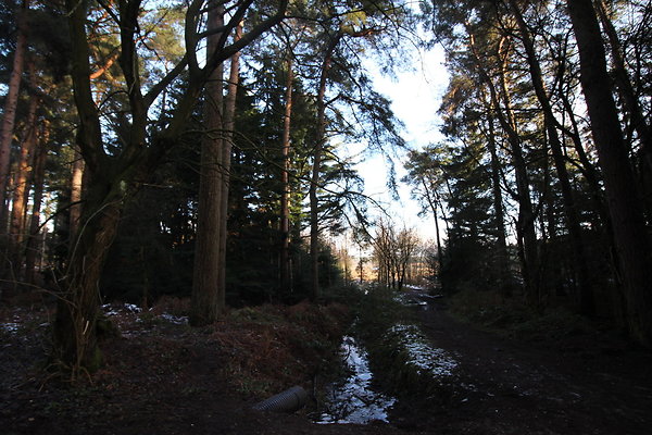delamereforest074