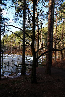 delamereforest059
