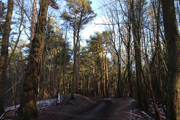 delamereforest046