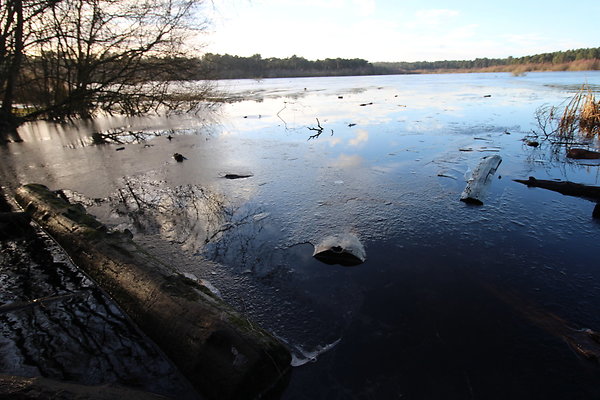 delamereforest100 delamereforest100