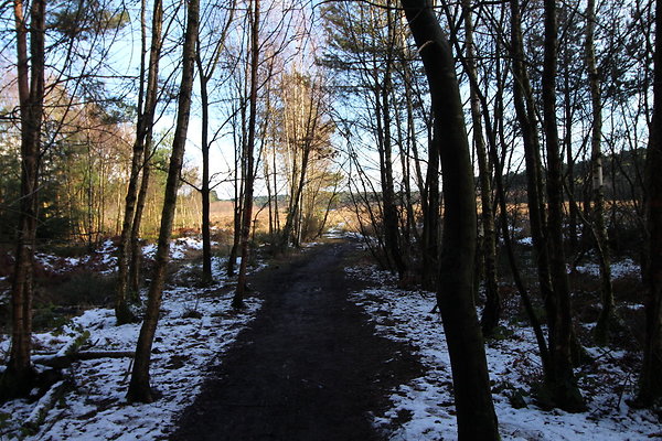 delamereforest079