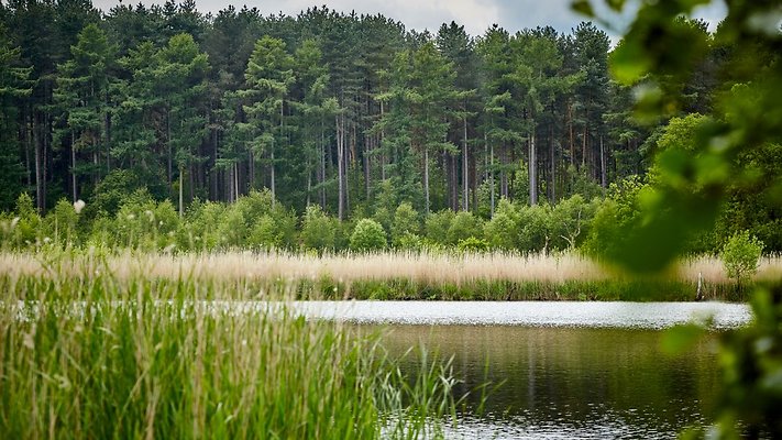 Cheshire - Delamere Forest