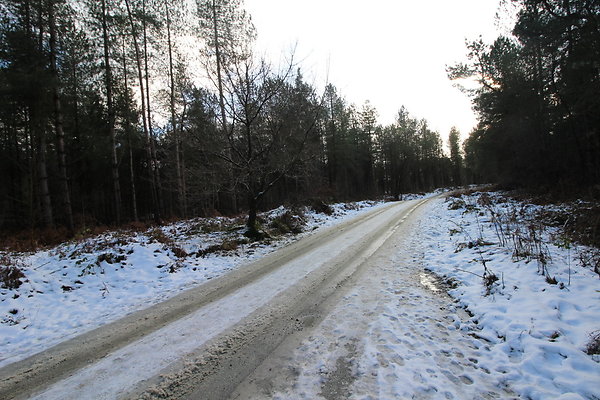 delamereforest009