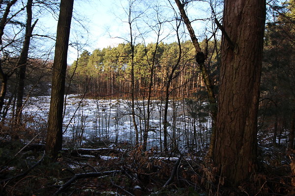 delamereforest050