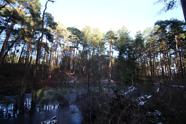 delamereforest067