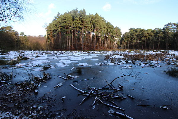 delamereforest036