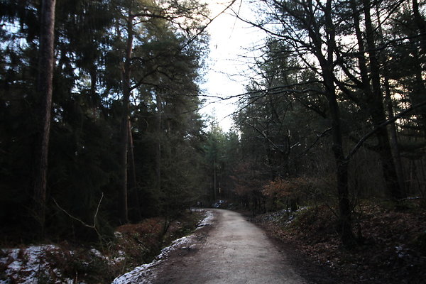delamereforest084