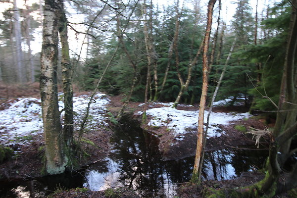 delamereforest093
