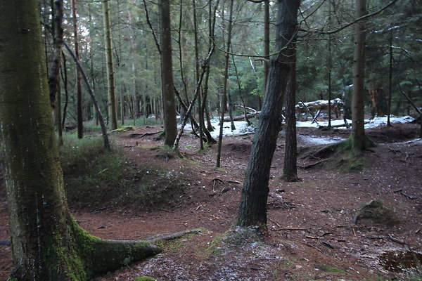 delamereforest077