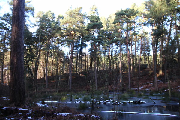 delamereforest071