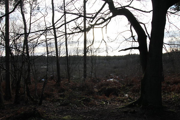 delamereforest118 delamereforest118