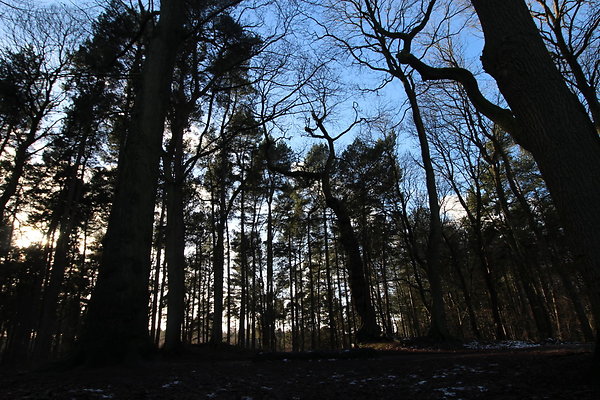 delamereforest042
