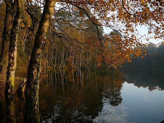 07-989-041107-Still-autumn-day-autumn-colours-Dead-Lake-Delamere-Forest.jpg