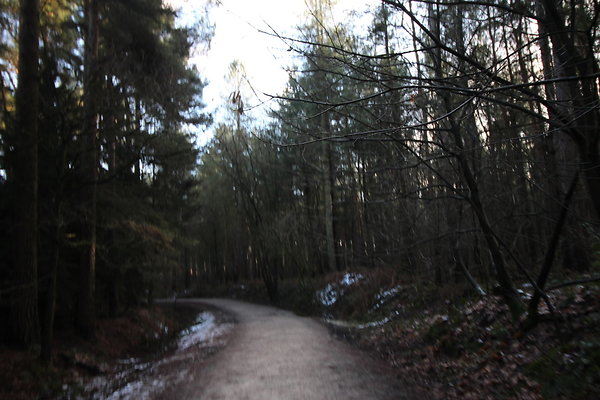 delamereforest086