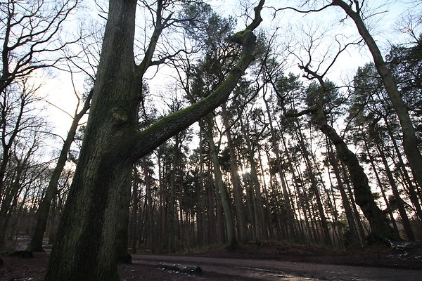 delamereforest032