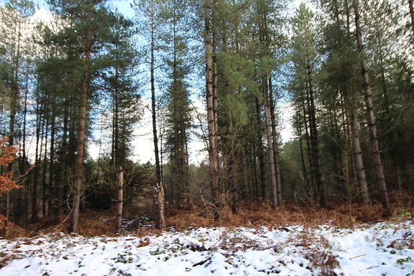 delamereforest010