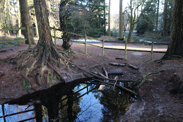 delamereforest072