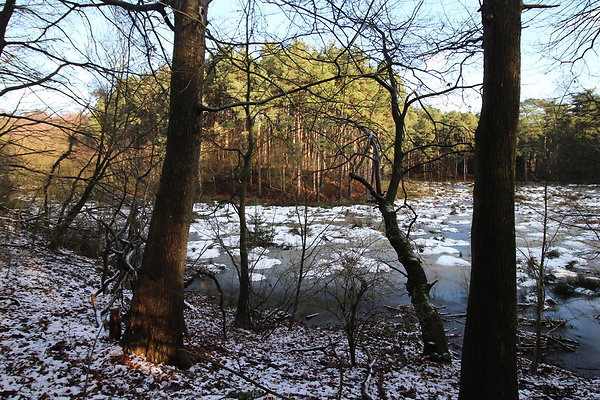 delamereforest031