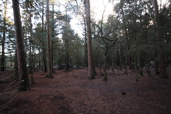delamereforest075