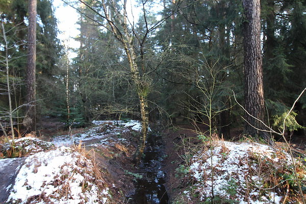 delamereforest085