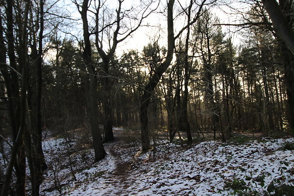 delamereforest030