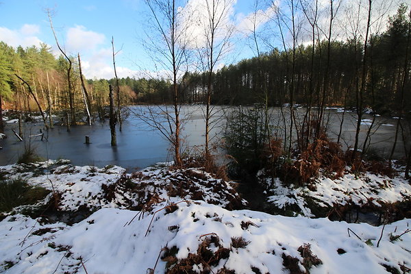 delamereforest017