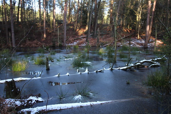 delamereforest070