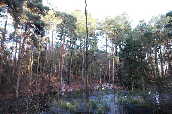 delamereforest065