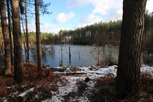 delamereforest025