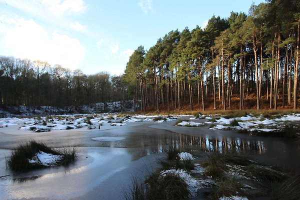 delamereforest063