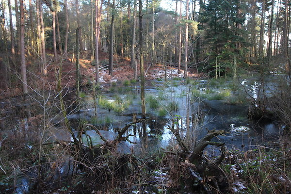 delamereforest066