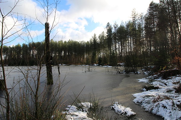 delamereforest022