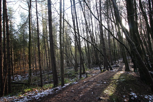 delamereforest048