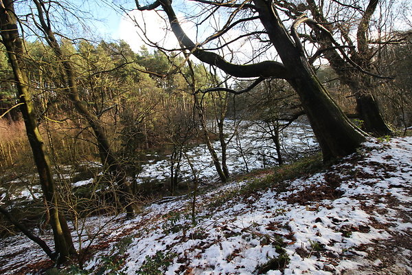 delamereforest027