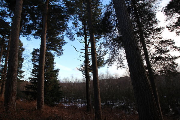 delamereforest121 delamereforest121