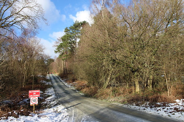 delamereforest006