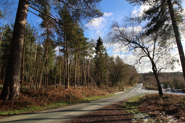 delamereforest002