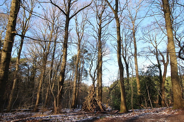 delamereforest044