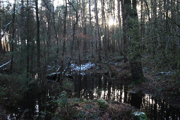 delamereforest087