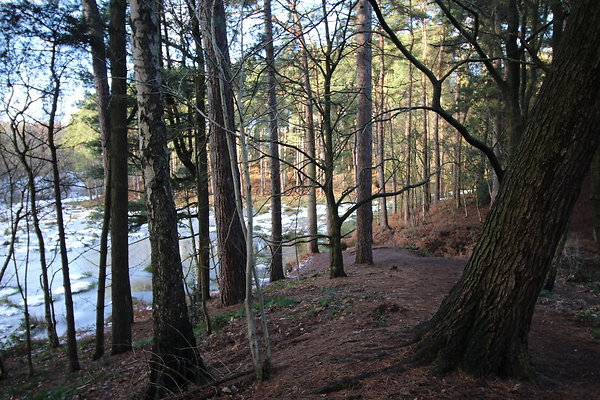 delamereforest057