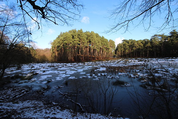 delamereforest035