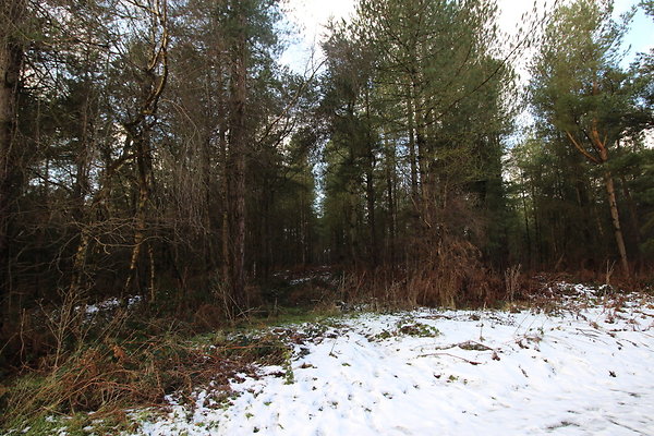 delamereforest007