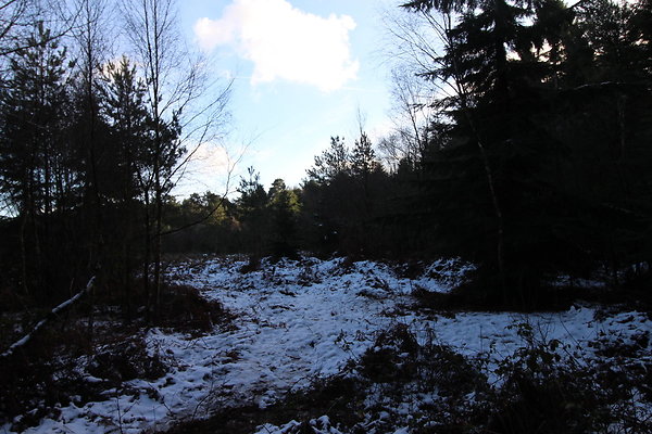 delamereforest078