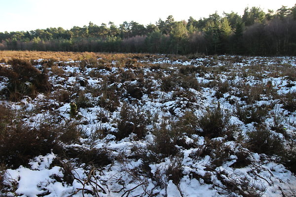 delamereforest081