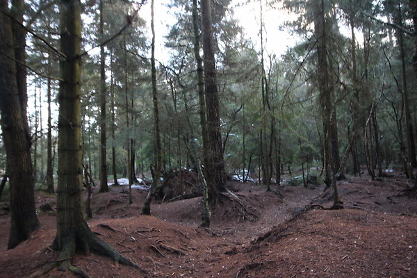 delamereforest076