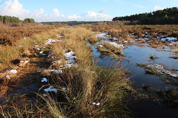 delamereforest082