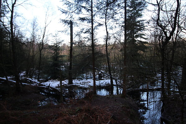 delamereforest091