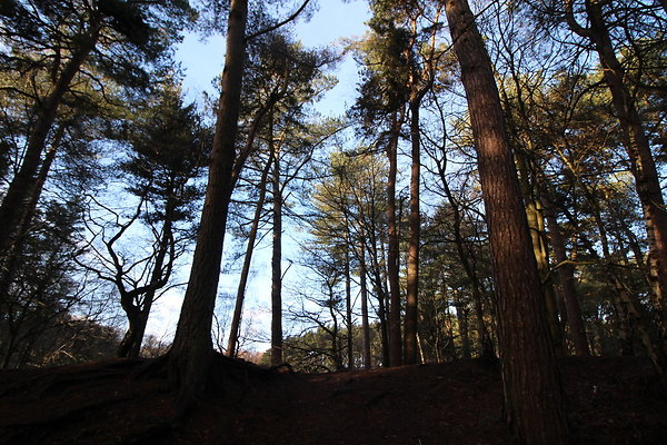 delamereforest054