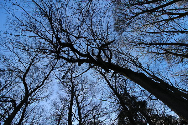 delamereforest041