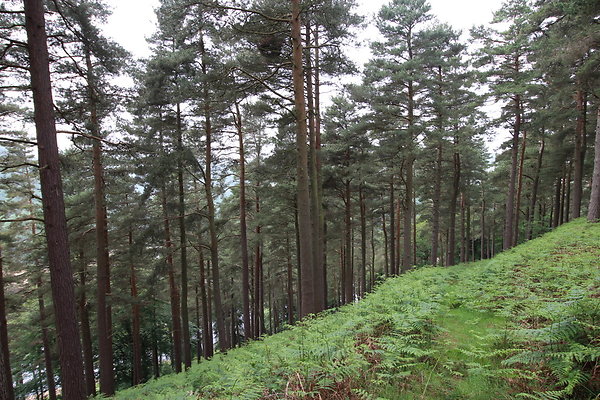 UpperDerwent063